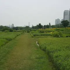 Ichon Hangang Park