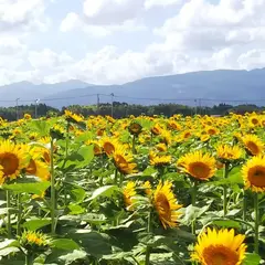 染ヶ岡のひまわり畑