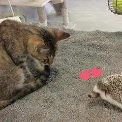 高槻 猫カフェ 猫とハリネズミのCafeチェリッシュ