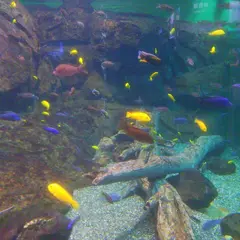 琵琶湖博物館水族展示室