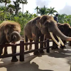 Elephant Safari Park Taro-Bali