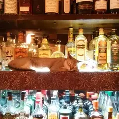 Bar 猫