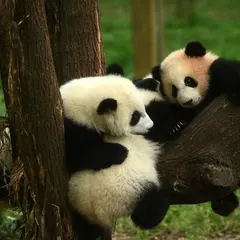 成都大熊猫繁育研究基地