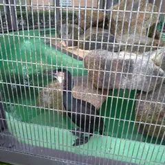 鵜のパラダイス