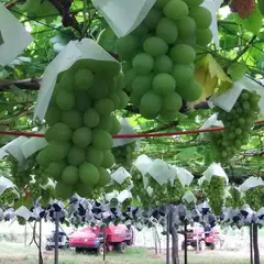 美咲園