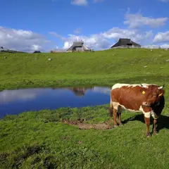 Velika Planina