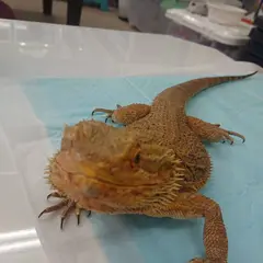 ピッコロ ズー