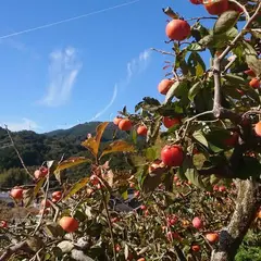 陽だまりの里 足立柿園