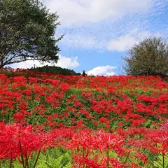 蓑沢彼岸花公園