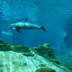 S.E.A. Aquarium