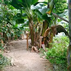 稲沢バナナ園