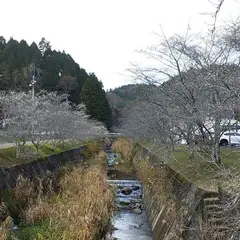 前洞の四季桜