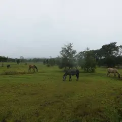 大沼流山牧場 Paard Musée