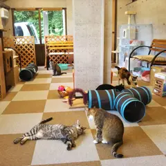 ねこカフェ にゃおん