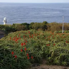 大越園地（アロエ園）