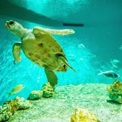 モントレーベイ水族館
