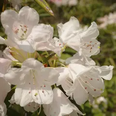 シャクナゲ公園(4月下旬祭り)