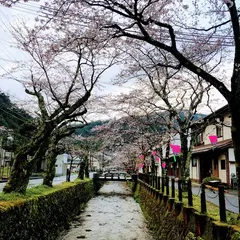 城崎温泉桜并木