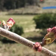 窓月まつしまや