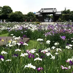佐賀大和中央公園 花しょうぶ園