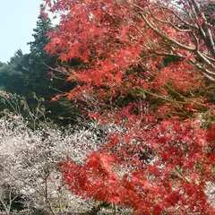 四季桜公園