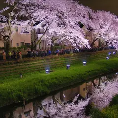 野川 桜ライトアップ