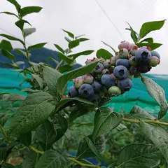 ブルーベリー園