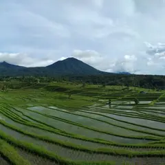 Jatiluwih Rice Terrace（ジャティルウィ・ライステラス）