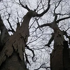 片野尾