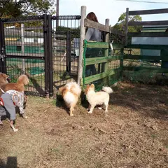 みやま公園ドッグラン