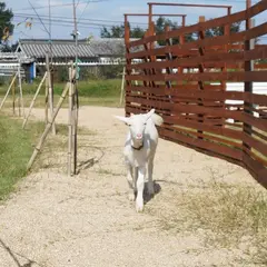 ドッグランわんこ村