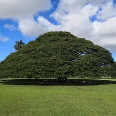 日立の樹（The Hitachi Tree）
