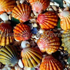 Sunrise Shells Jewelry by MonicaByTheShore Hawaii