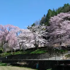 氏乗枝垂れ桜