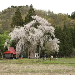 おしら様の枝垂れ桜