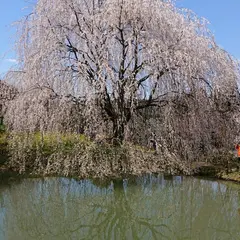相野の花