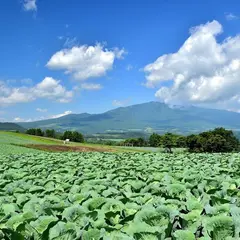嬬恋村広大なキャベツ畑