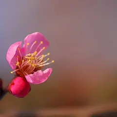 大屋梅林と屋敷梅