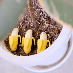 バナナチカ