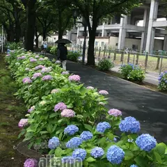 花と緑の散歩道