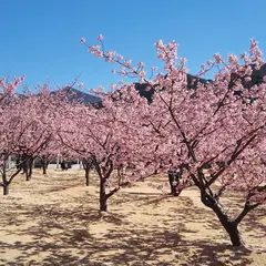 親水公園-河津桜