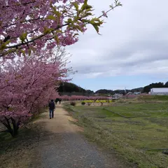 東大山の河津桜