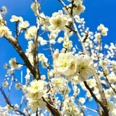 平芝公園