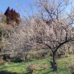 吉野梅園