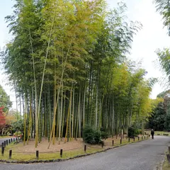竹林の小径（日本庭園）