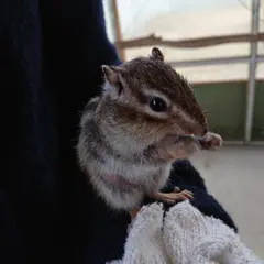 真岡観光リス村