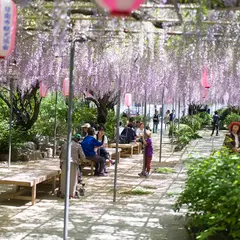 広藤園 藤まつり
