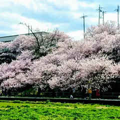 一の堰ハラネ春めき桜