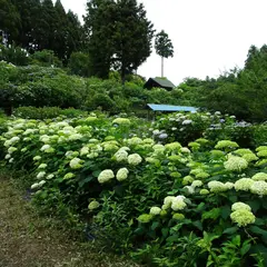 あじさいの森