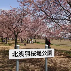 北浅羽桜堤公園